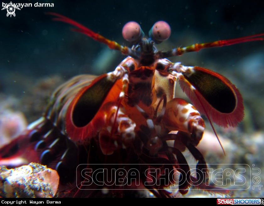 A Mantis shrimp 