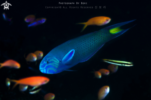 A Moon Wrasse