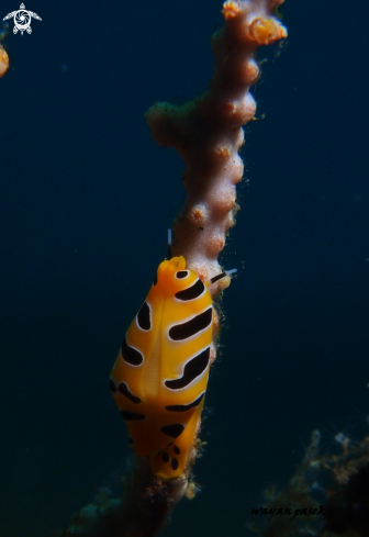 A tiger cowrie