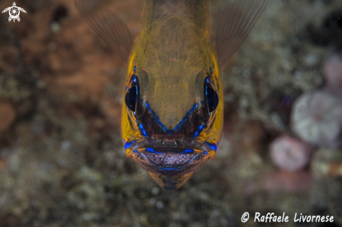 A Cardinal fish with eggs