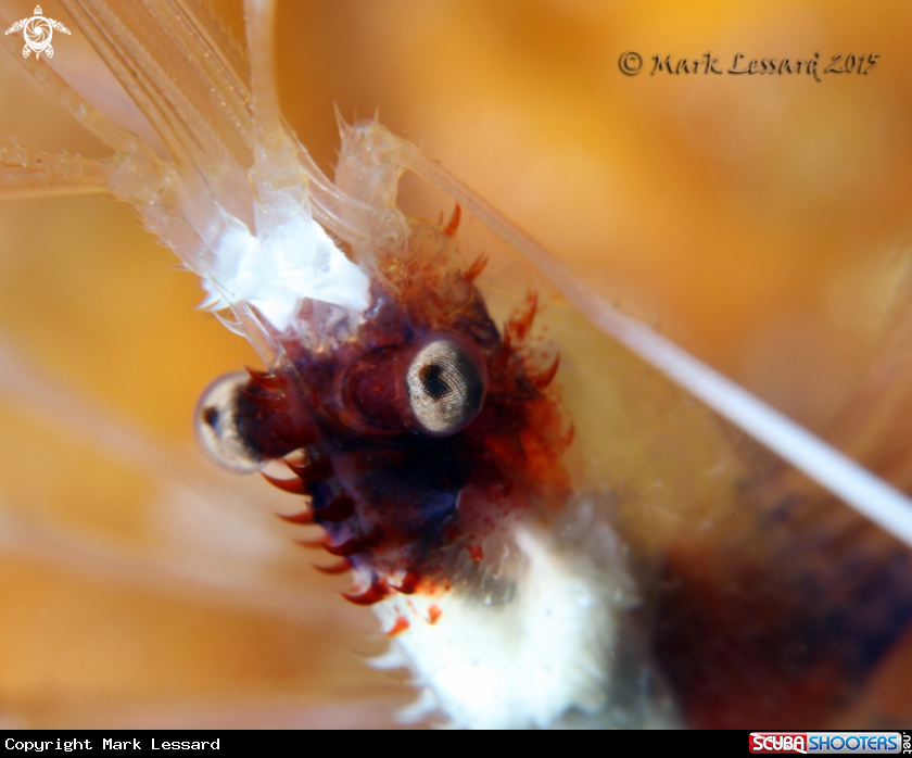 A Banned Coral Shrimp