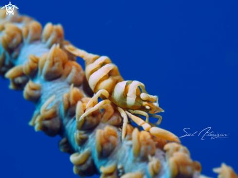 A Pontonides ankeri | whip coral shrimp 
