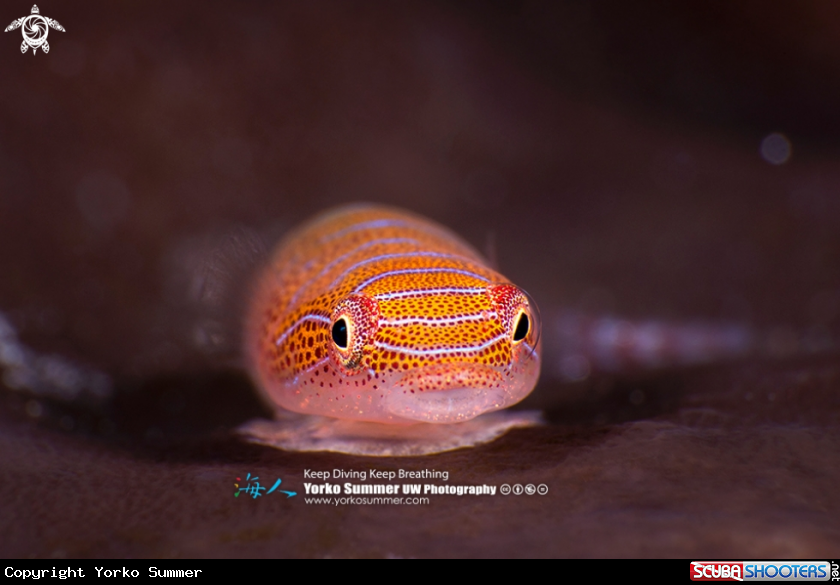 Western Cleaner Clingfish