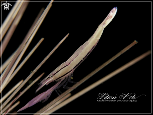 A Stegopontonia commensalis | Needle Shrimp