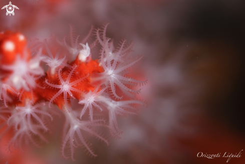 A Corallium Rubrum | Corallo Rosso