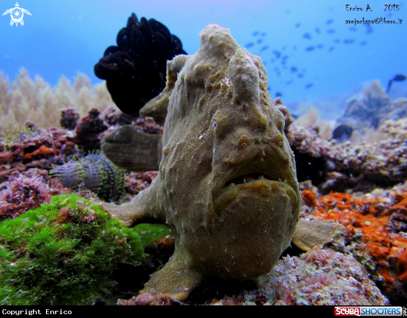 A Giant Frog fish