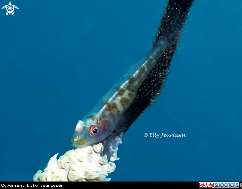 Goby with eggs on whip coral