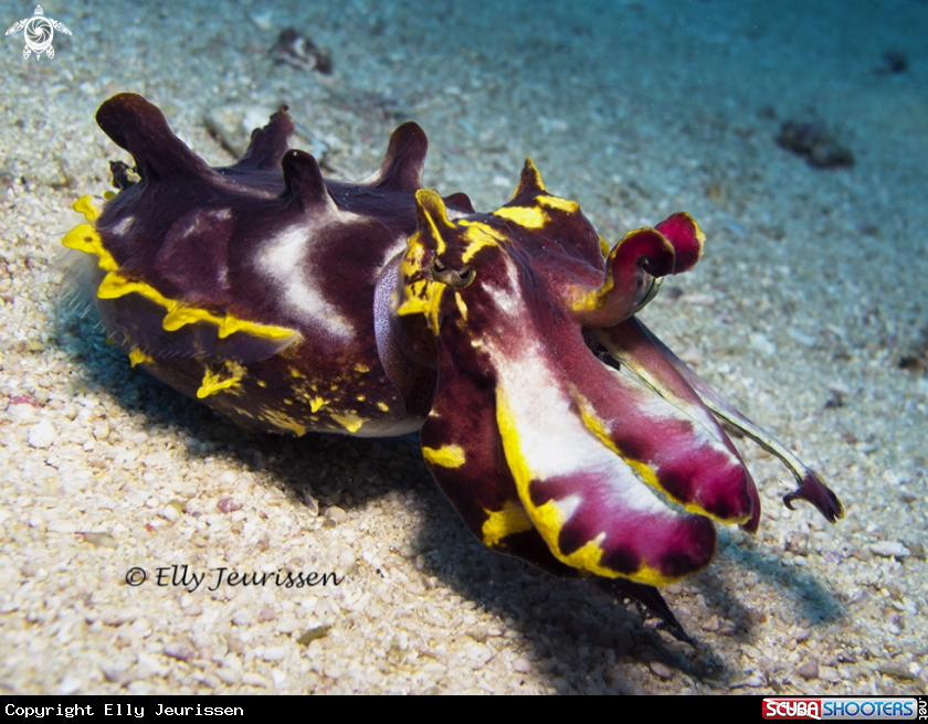 Flamboyant Cuttlefish on the hunt