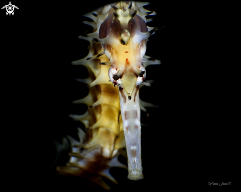 A Thorny seahorse
