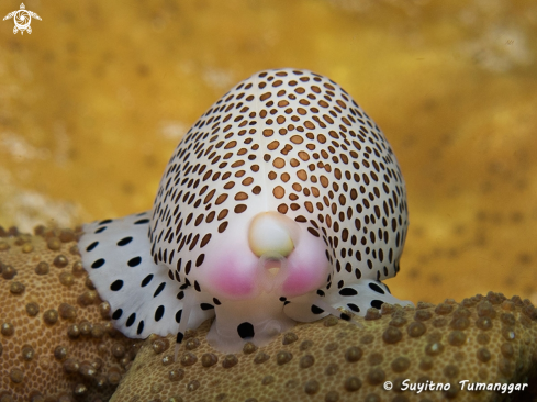 A Calpurnus verrucosus | Sea snail