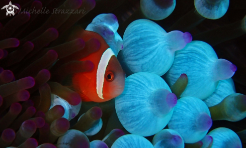A Amphiprion frenatus | Tomato Clownfish