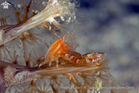 A Porcellanella triloba | Porzelan crab