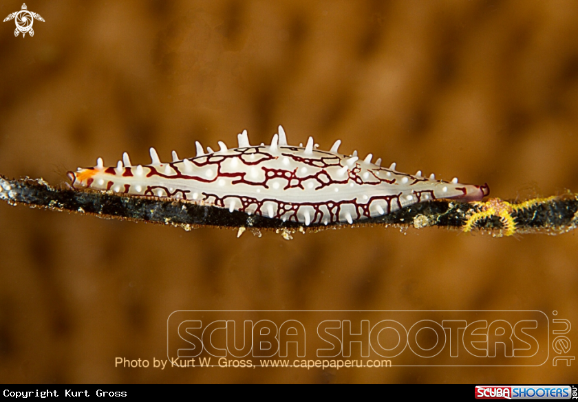 A Spindel Kauri