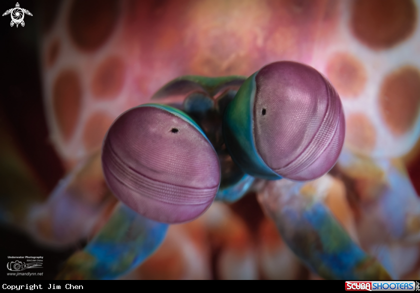Eyes of the peacock mantis shrimp