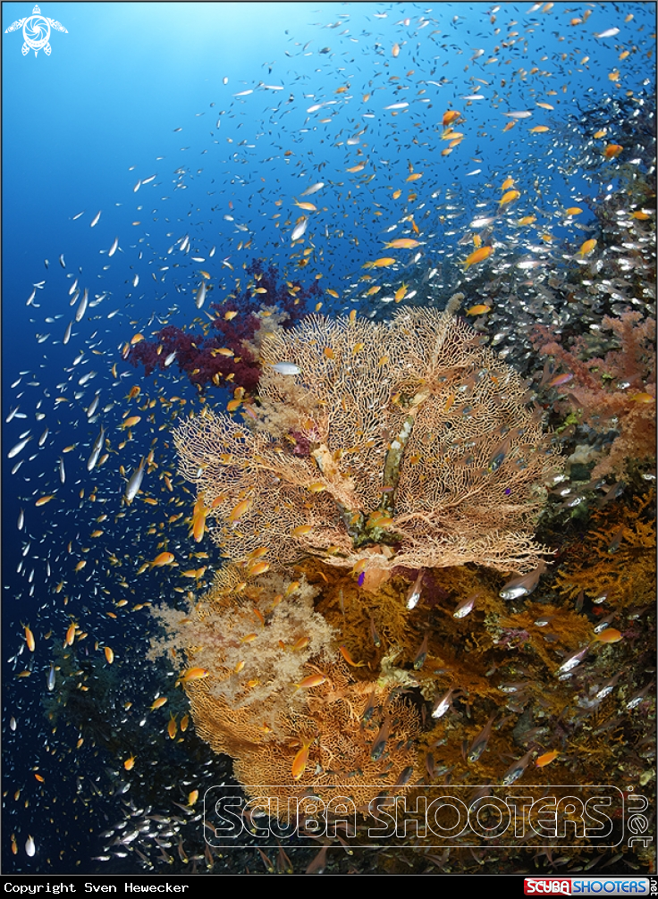 red sea gorgonia