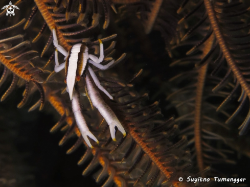 A Allogalathea elegans | Squat lobster