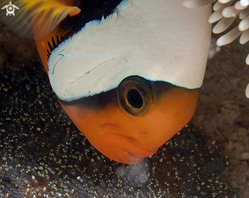 A Anemonefish aerating eggs | Clown fish with eggs