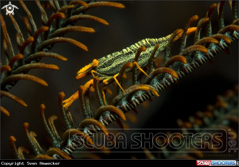 A Ambon Crinoid Shrimp