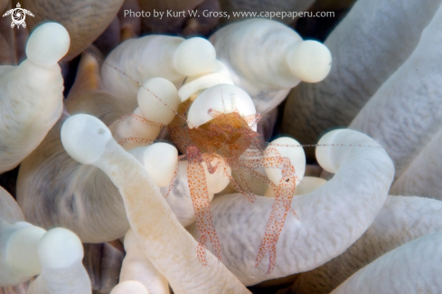 A Hamopontonia corallicola | Popcorn shrimp