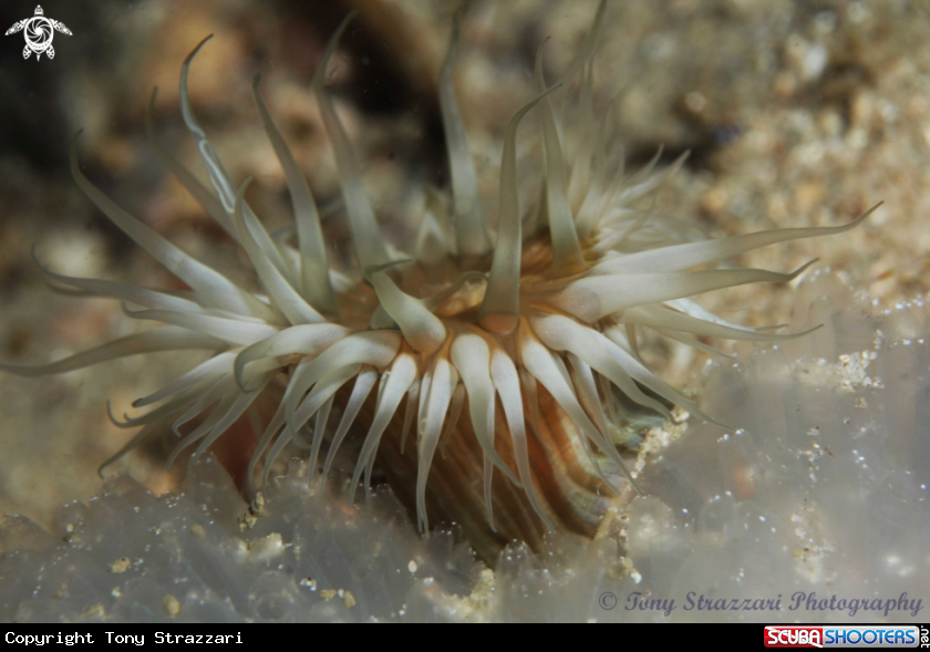 anemone on ascidian