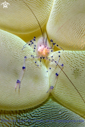 A Vir philipiensis | Bubble shrimp 