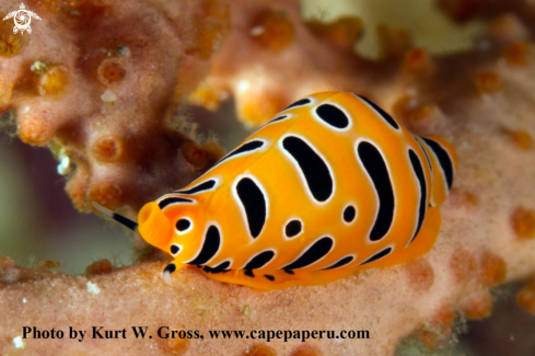 A Tiger Egg Cowrie