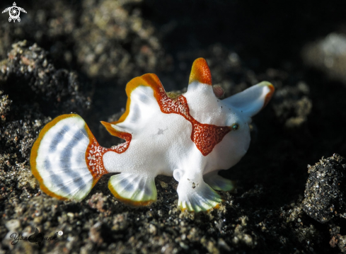 A Clown frogfish 