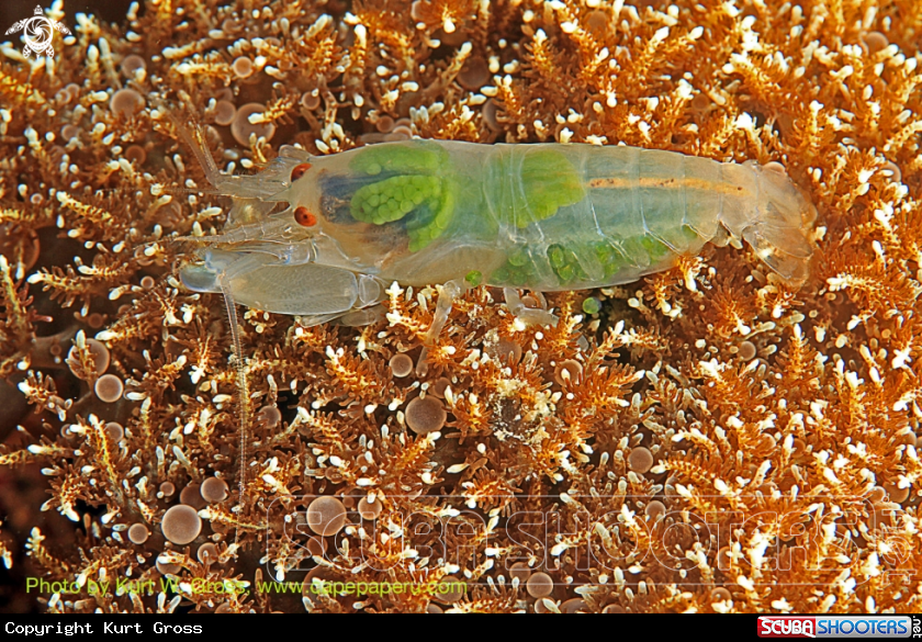 A snapping shrimp