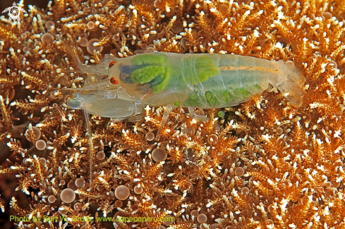 A snapping shrimp