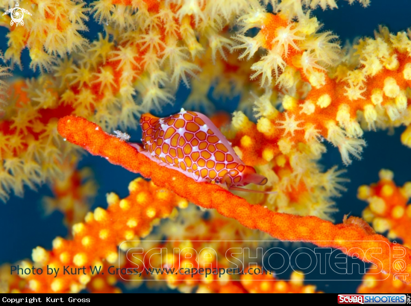 Cowrie in Corals