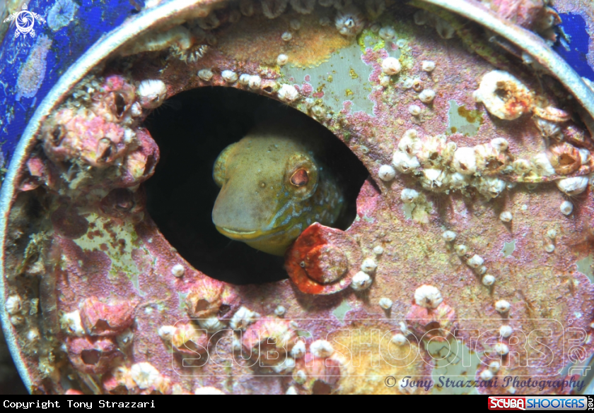 Another can another blenny