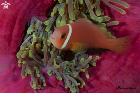 A Amphiprion nigripes | Clown anemonefish