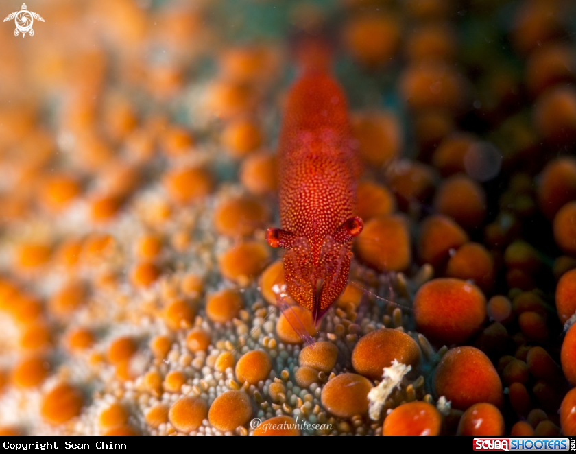 Shallow DOF Sea star Shrimp 