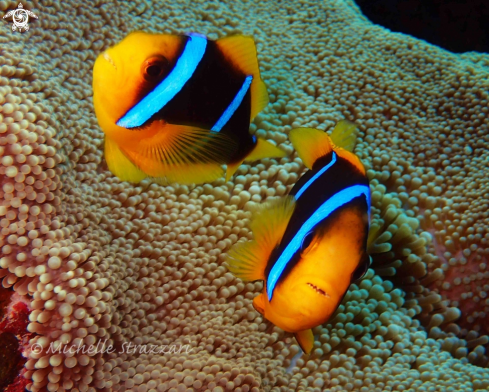 A Amphiprion clarkii | Yellowtail Clownfish