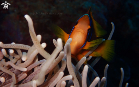 A Yellowtail Clownfish