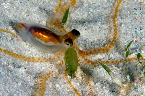 A Paralarve Octopus