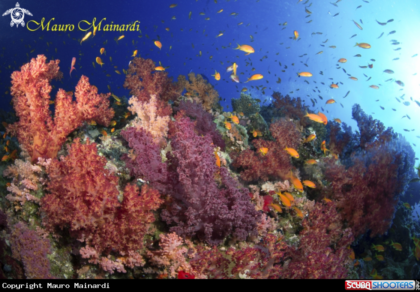 Red Sea soft corals Panorama