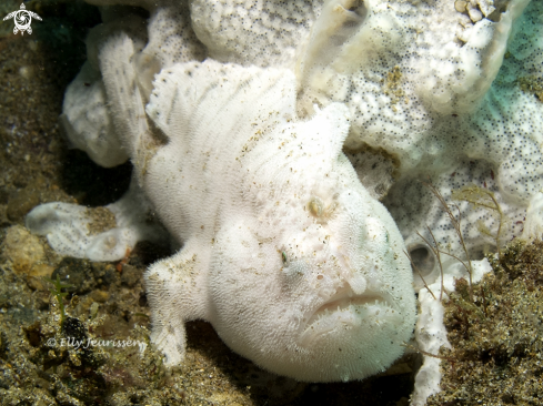 A Bearded frogfish