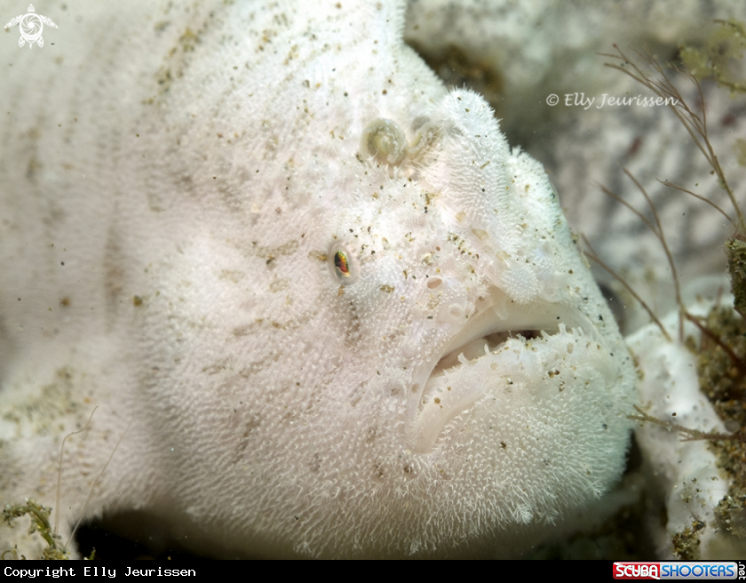 Bearded frogfish close-up