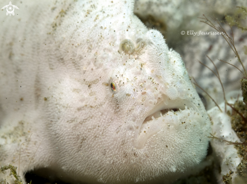 A Bearded frogfish