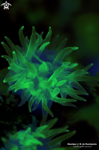 A soft coral