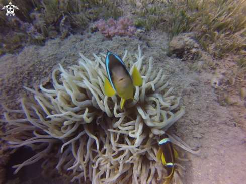 A Amphirion bicinctus | Red Sea anemonefish