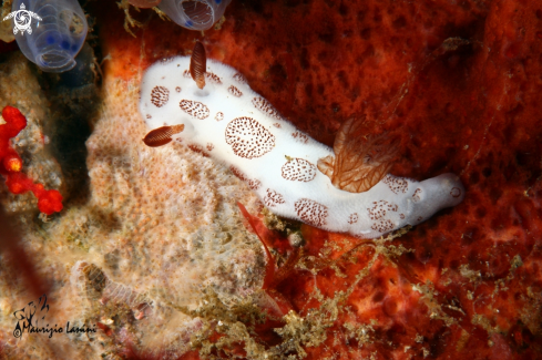 A  Jorunna funebris | Nudibranch