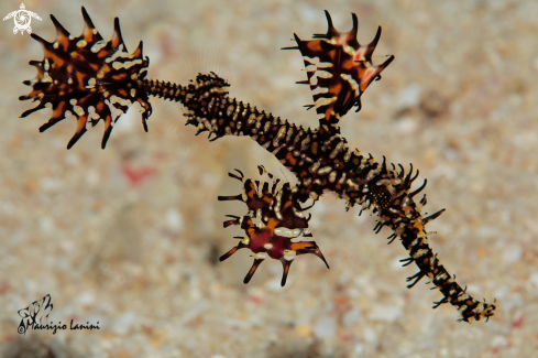 A Harlequin ghost pipefish