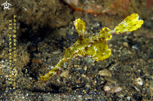 A Solenostomus halimeda | Ghost pipe fish