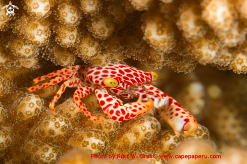 A Trapezia rufopunctata | Porzelan crab