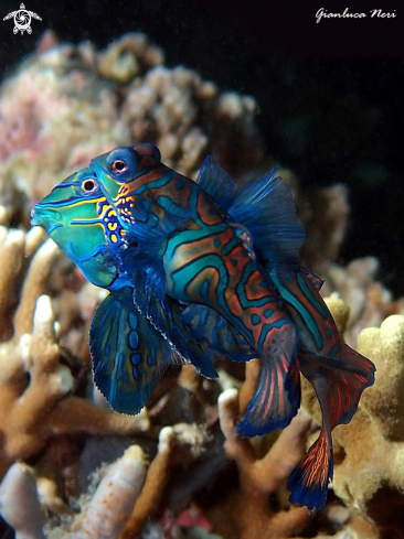 A Synchiropus splendidus | Mandarin fish