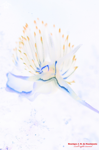 A Dondice banyulensis | Nudibranch