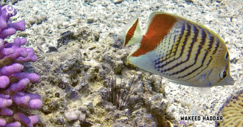 A Crown Butterflyfish.