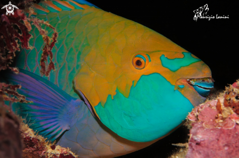 A Scarus prasiognathus  | Dusky parrotfish  
